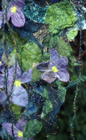 Clematis Hanging detail