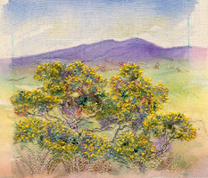 Gorse near Simonside