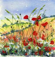Poppies Chollerford