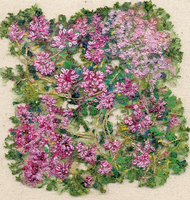 Thyme