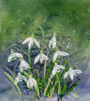 snowdrops