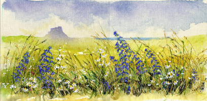Summer flowers Lindisfarne 2